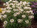 Spirit Apple Blossom Cleome / Cleome hassleriana 
